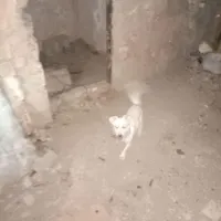 سگ پاکوتاه بازی گوش