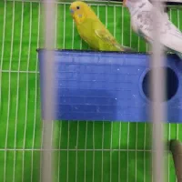 مرغ عشق همراه با لوازم و قفس