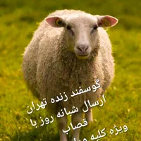 11بره مناسب قربانی دام و گوسفند زنده کل شهر باسلاخ