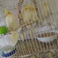 عروس هلندی لوتینو چشم شرابی