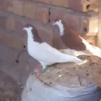 ساده کفتر