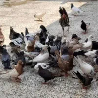 کفتر|پرنده|چمران, |دیوار