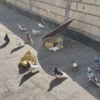 کبوتر