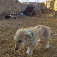 سگ پا کوتاه ۷۰۰ ت