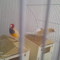 دوجفت فنج گلدین نروماده