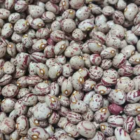 بذر لوبیا چیتی