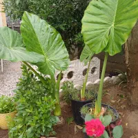 گیاه باباآدم