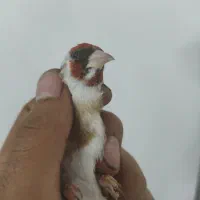 سهره چونه سفید.قناری