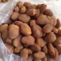 زردآلوی آفتابی هسته دار