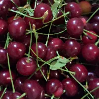 آلبالو رسمی