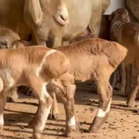 ۳راس گوسفند درجه یک