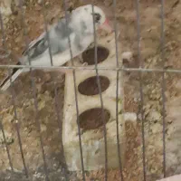 فنچ نرگسی یک جفت و یک جفت مرغ عشق