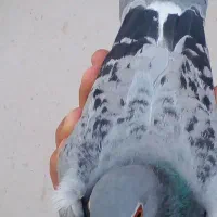 کبوتر ماده نژاد مگسی