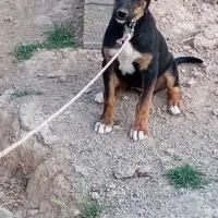 سگ توله ماده ۲ تومن