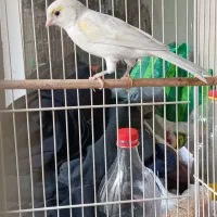 قناری ماده آماده