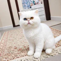 جفت گیری گربه