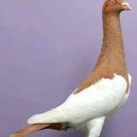 دسته دورگ می خام . دلال نیستم متن بخونید لطفا