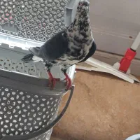 کبوتر بزک کشکی نر همچی تموم ۳تومن