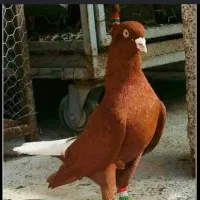 کبوتر