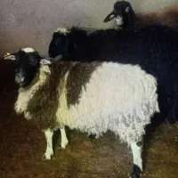 بره نر رومانوف