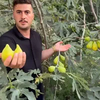 فروش نهال مرکبات توت سیب گردو بادام عناب صنوبر|خدمات باغبانی و درختکاری|ساری, |دیوار