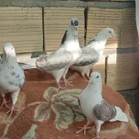 کبوتر پرشی