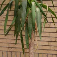 گل یوگا با گلدان