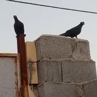 کبوتر زاغ آبادانی