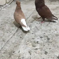 کفتر کبوتر زرد دم سفید