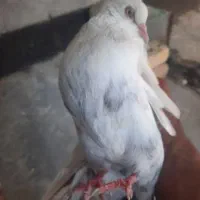 ماده بهبهونی سوسنی دم سفید