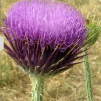 گل گوهری  فروش عمده