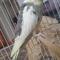 عروس هلندی نر و ماده