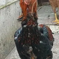 یک جفت مرغ و خروس لاری۴ماهه