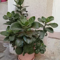 گل قاشقی