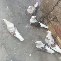 پرنده