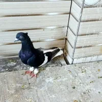 کفتر رنگی مقبول