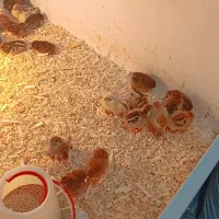 جوجه محلی سه روزه