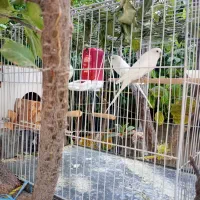 جفت مرغ عشق آلبینو (کمیاب) بالغ با لوازم همراه