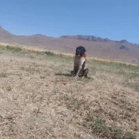 گله ای