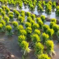 چلتوک کاری صفرتا صد کندن بستن زدن