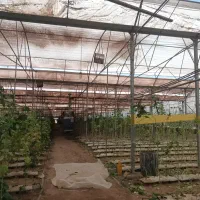 گلخانه-13000-متری-نزدیک-مارال