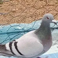 کبوتر مسافتی بغدادی
