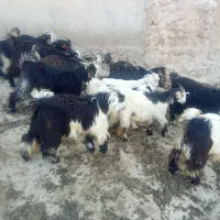 بیگ‌نروماده‌پرواربره‌سالم‌زفتی‌قشنگ‌اطراف‌باغملک