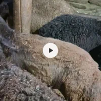 بره و ماده