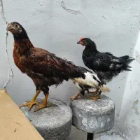 مرغ و خروس  جوجه مرغ و خروس و جوحه پاپرتاجدار