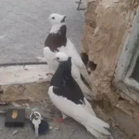 کبوتر|پرنده|قوچان, |دیوار