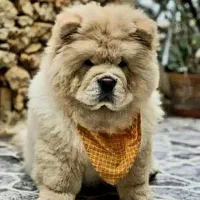 چائو‌چائو سوپرفلت (چمپیون) زبان بنفش
