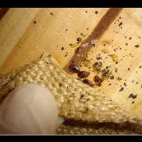 سم پاشی سمپاش سمپاشی سوسک ساس 100%تضمینی با ضمانت
