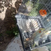 پرنده