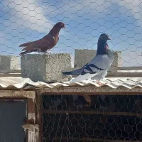 پرنده|پرنده|نقده, |دیوار